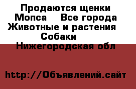Продаются щенки Мопса. - Все города Животные и растения » Собаки   . Нижегородская обл.